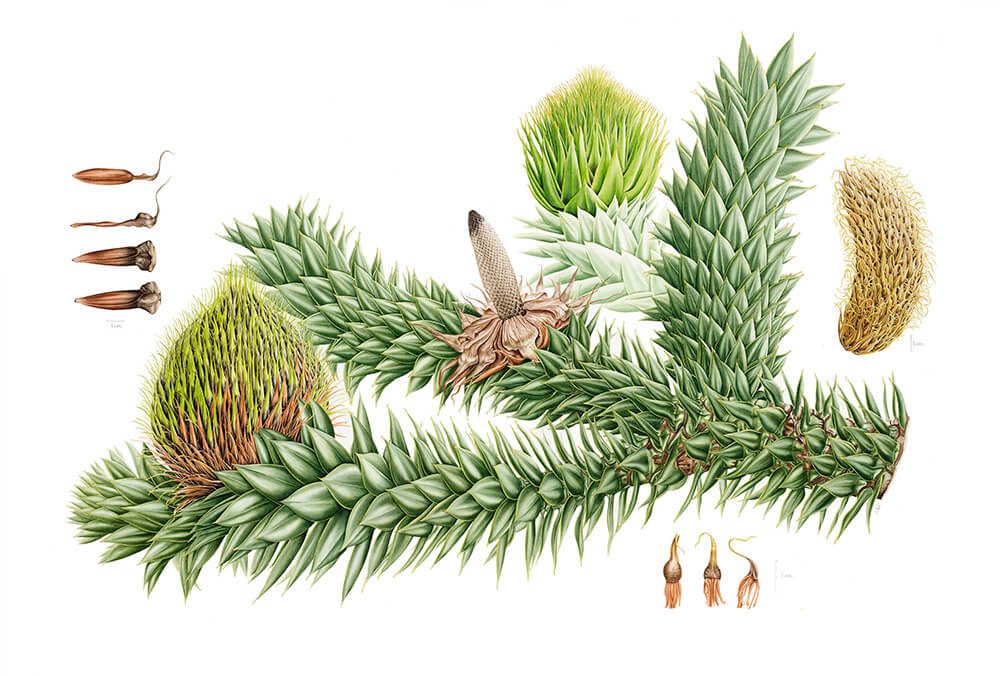 Araucaria araucana © Dundee M. Benstead, Gülnur Ekşi, Işik Güner y Hülya Korkmaz
