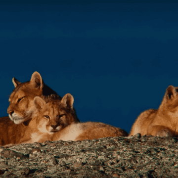 Puma: un pilar de la Patagonia chilena