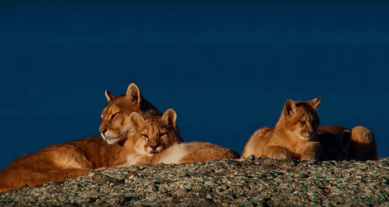 Puma: un pilar de la Patagonia chilena