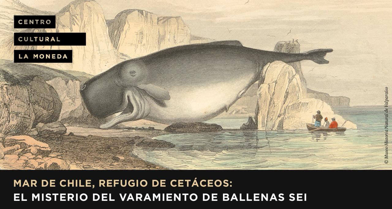 Conversatorio «Mar de Chile, refugio de cetáceos: El misterio del varamiento de ballenas sei»