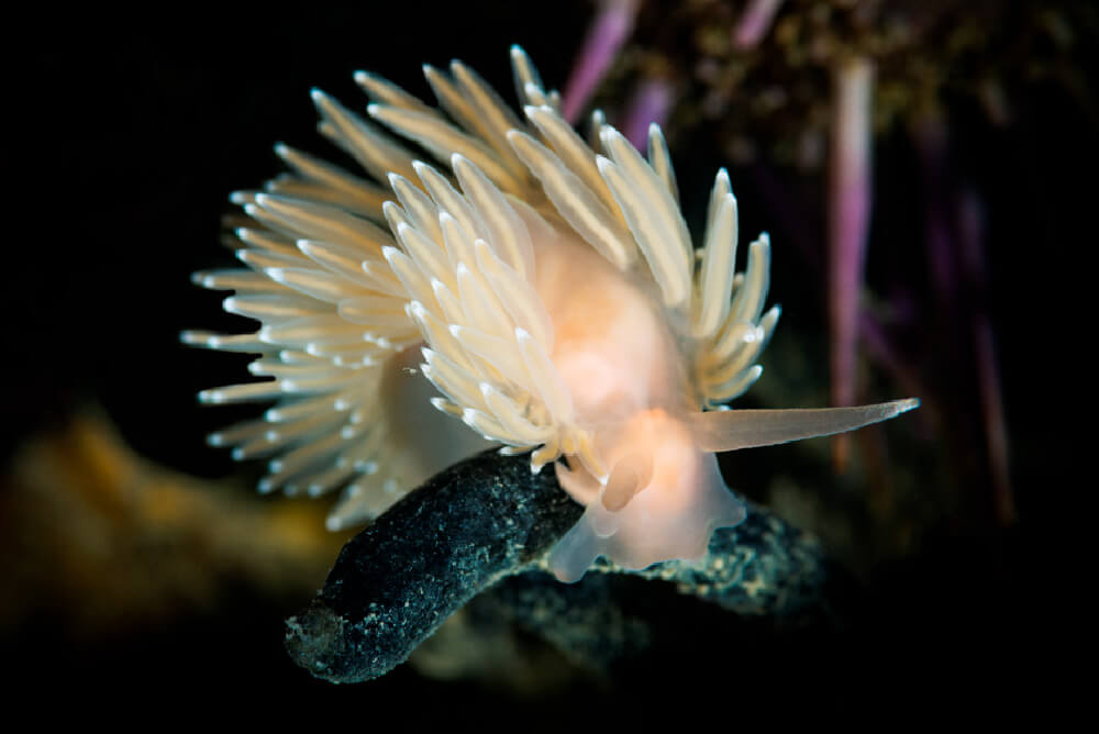 Flabeilina falklandica, nudibranquio o babosa de mar, molusco desprovisto de concha muy común en los ecosistemas marinos de la Patagonia.