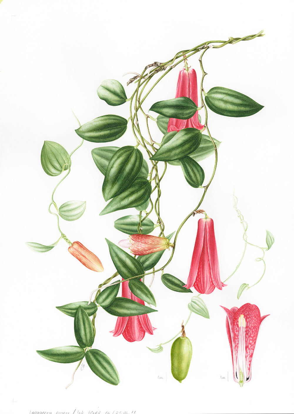 Lapageria rosea © Dundee M. Benstead, Gülnur Ekşi, Işik Güner y Hülya Korkmaz