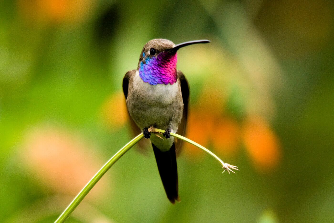 No te pierdas la charla «Conservar la biodiversidad inspirándose en la naturaleza misma»