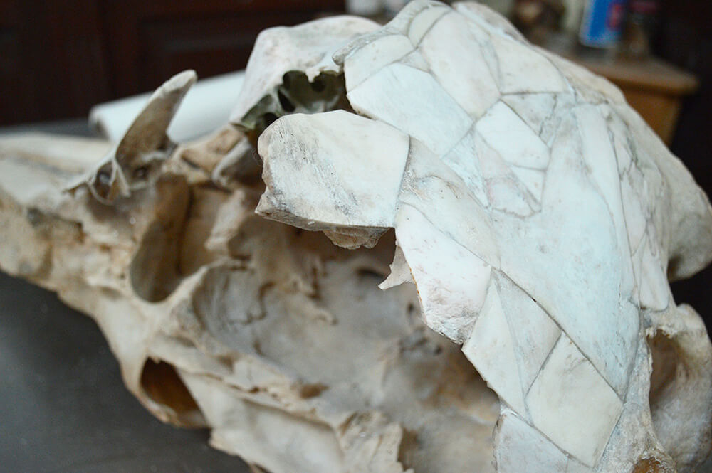 Recombinación ósea de cráneo de orca falsa (Pseudorca crassindens) ©Archivo MHNRS 