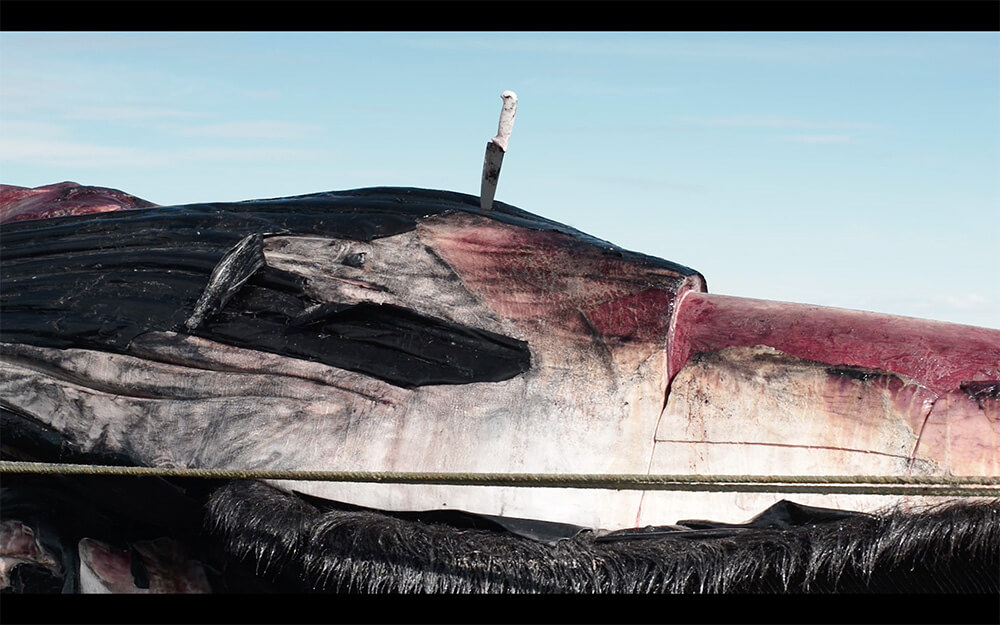 Fotogramas de Musculus, archivo audiovisual del proceso del descarnando de una ballena azul (Baleanoptera musculus), en el sector de Punta Delgada, comuna de San Gregorio. ©Cristóbal Marambio.