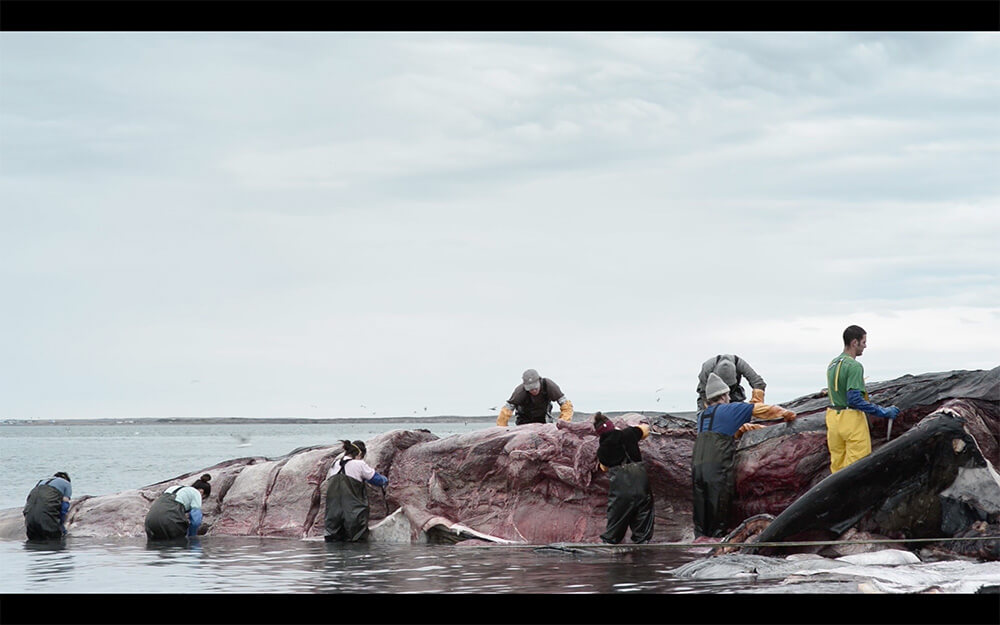 Fotogramas de Musculus, archivo audiovisual del proceso del descarnando de una ballena azul (Baleanoptera musculus), en el sector de Punta Delgada, comuna de San Gregorio. ©Cristóbal Marambio.