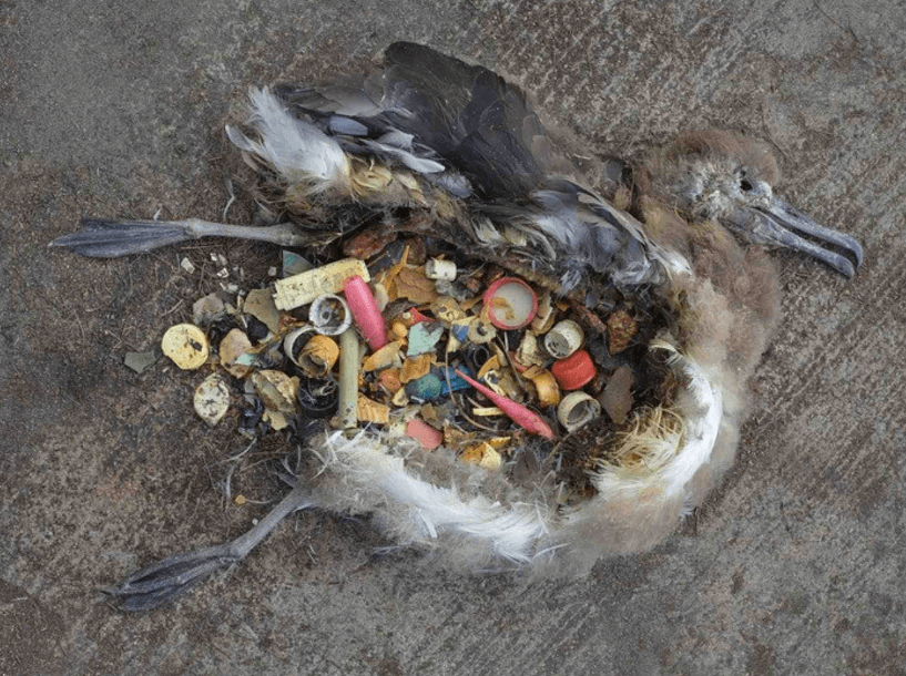 Presentación del documental Albatross – Corona FICSURF