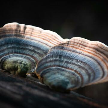 Misterio y belleza del Reino Fungi