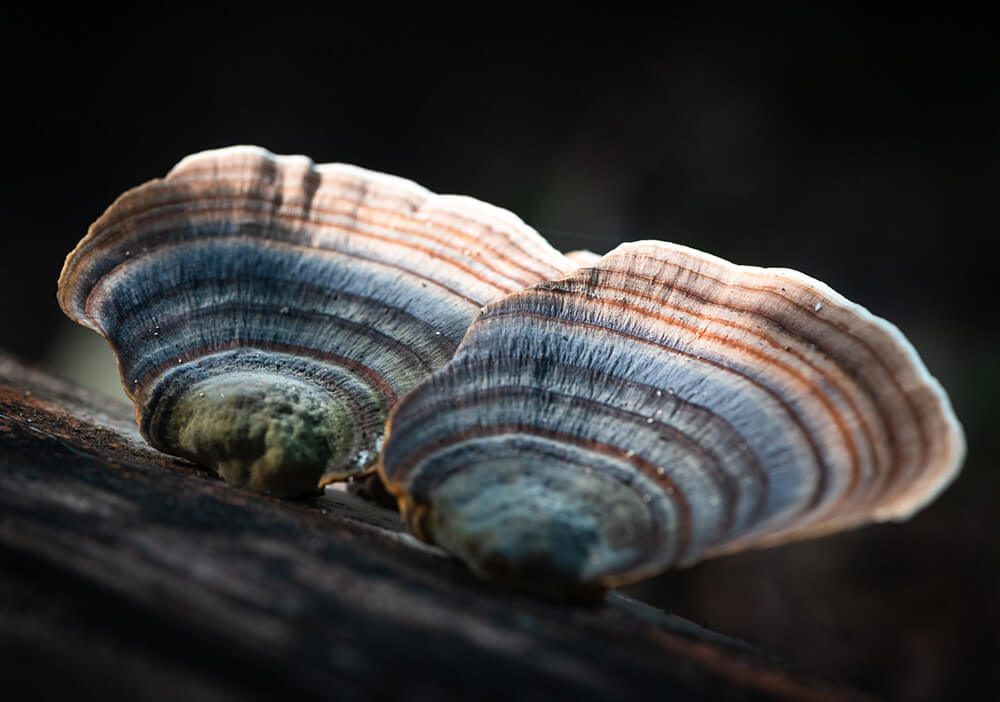 Misterio y belleza del Reino Fungi