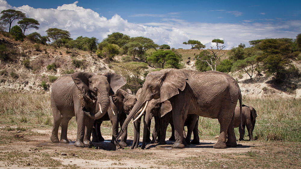 La familia de elefantes aprovecha una poza para ducharse en el Parque Nacional Tarangire. ©Carolina Brown