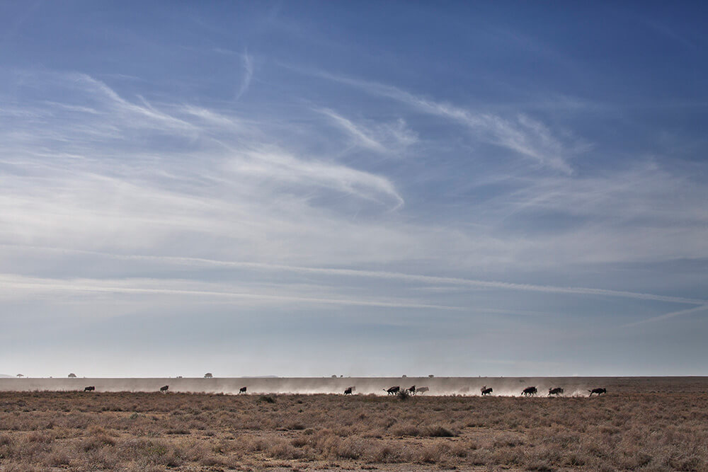 Un grupo de ñus corren por la planicie. ©Carolina Brown
