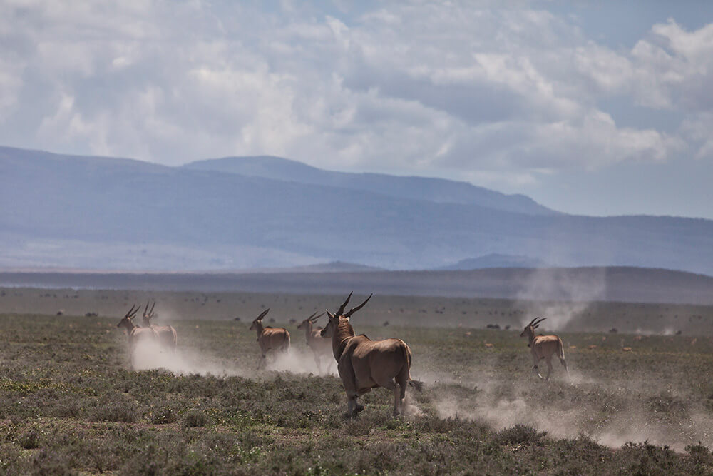 Los enormes elands, el antílope más grande y tímido de Tanzania se alejan a toda velocidad. ©Carolina Brown