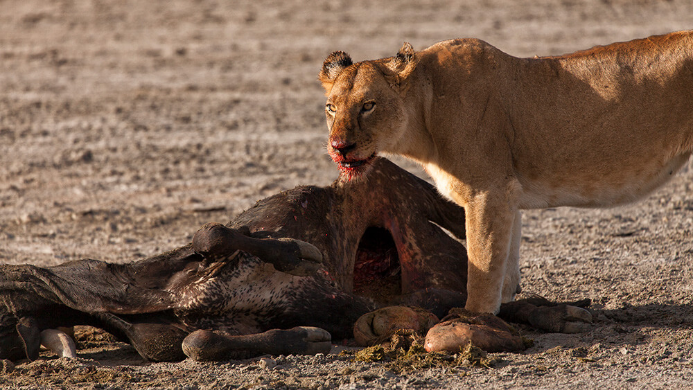 Luego de que las hienas pasen por la vaca no quedará nada, ni siquiera sus huesos. ©Carolina Brown