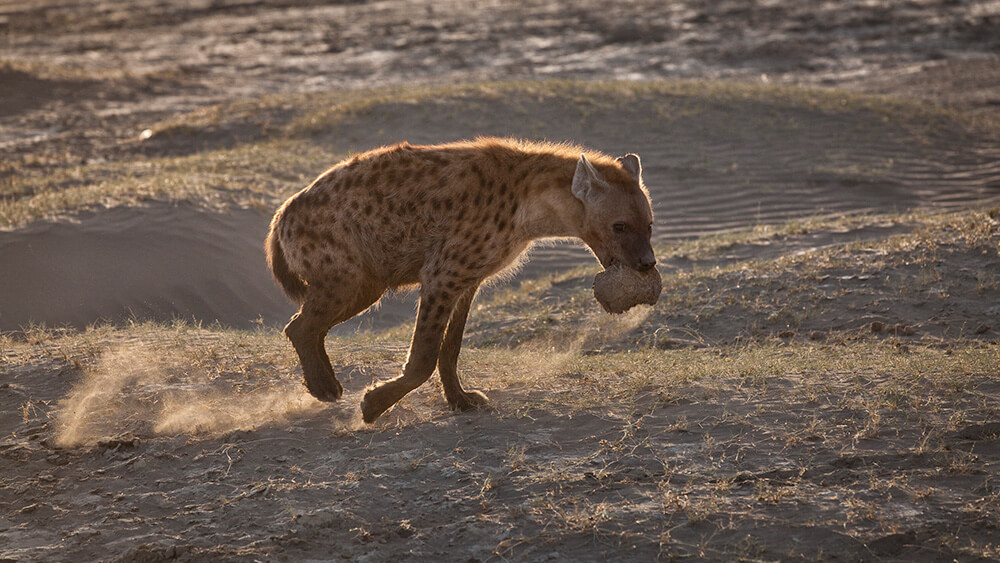 Una hiena escapa a toda velocidad llevándose una plasta de elefante. ©Carolina Brown