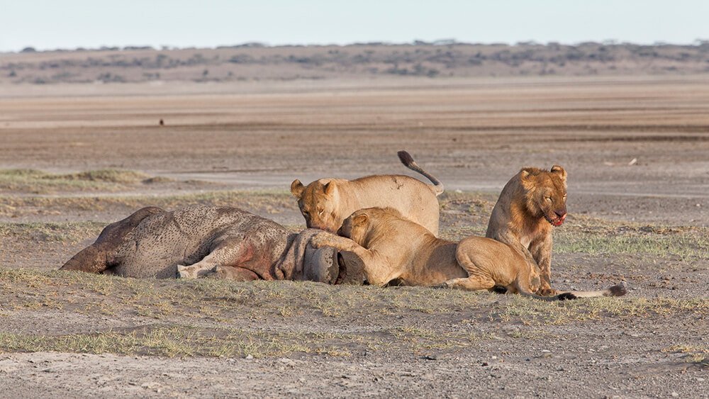 Un grupo de leones encierra, agota y mata un hipopótamo. ©Carolina Brown