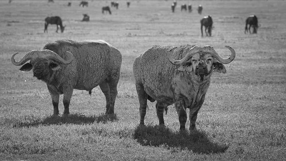 Los búfalos se cubren de barro para protegerse del inclemente sol. ©Carolina Brown