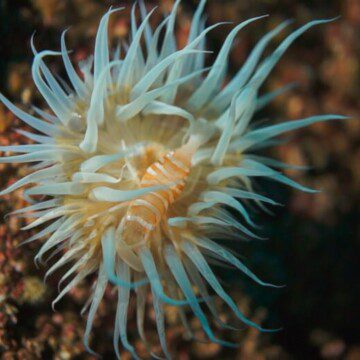 Buscando al Nemo chileno: buzos y científicos se unen para encontrar un llamativo camarón