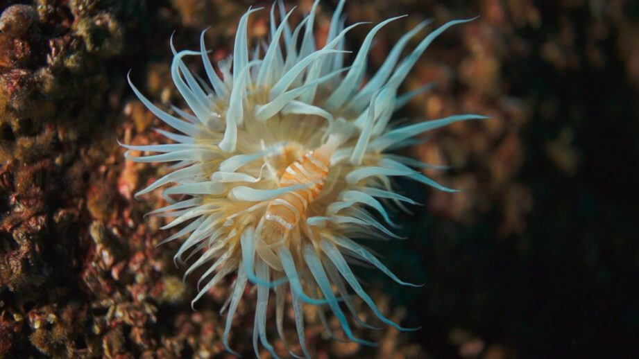 Buscando al Nemo chileno: buzos y científicos se unen para encontrar un llamativo camarón