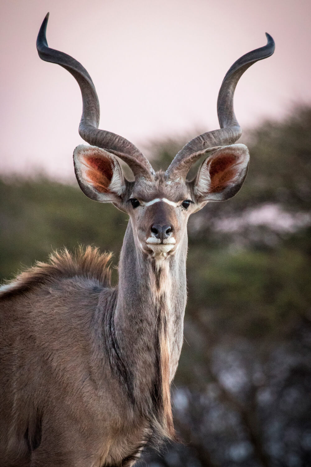 El kudu es uno de los animales predilectos por cazadores de trofeo © Nicolás Lagos