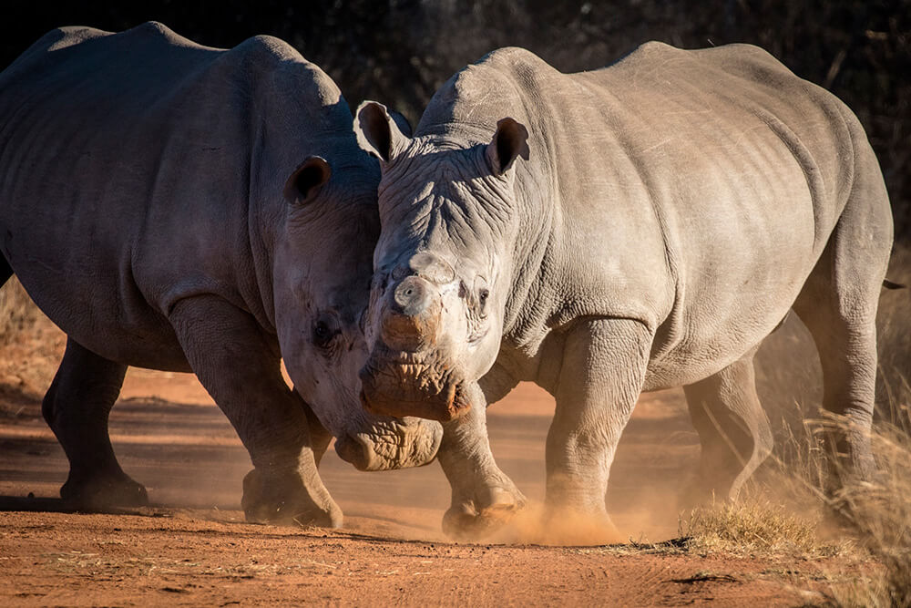 Uno de los argumentos para legalizar el comercio de cuernos de rinoceronte es que con esto se eliminaría la cacería ilegal de estas especies, la cual se ve agravada por la escasa capacidad de fiscalización.© Nicolás Lagos