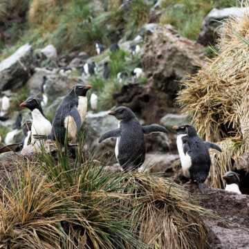 Es oficial: Chile crea el parque marino más austral de América   