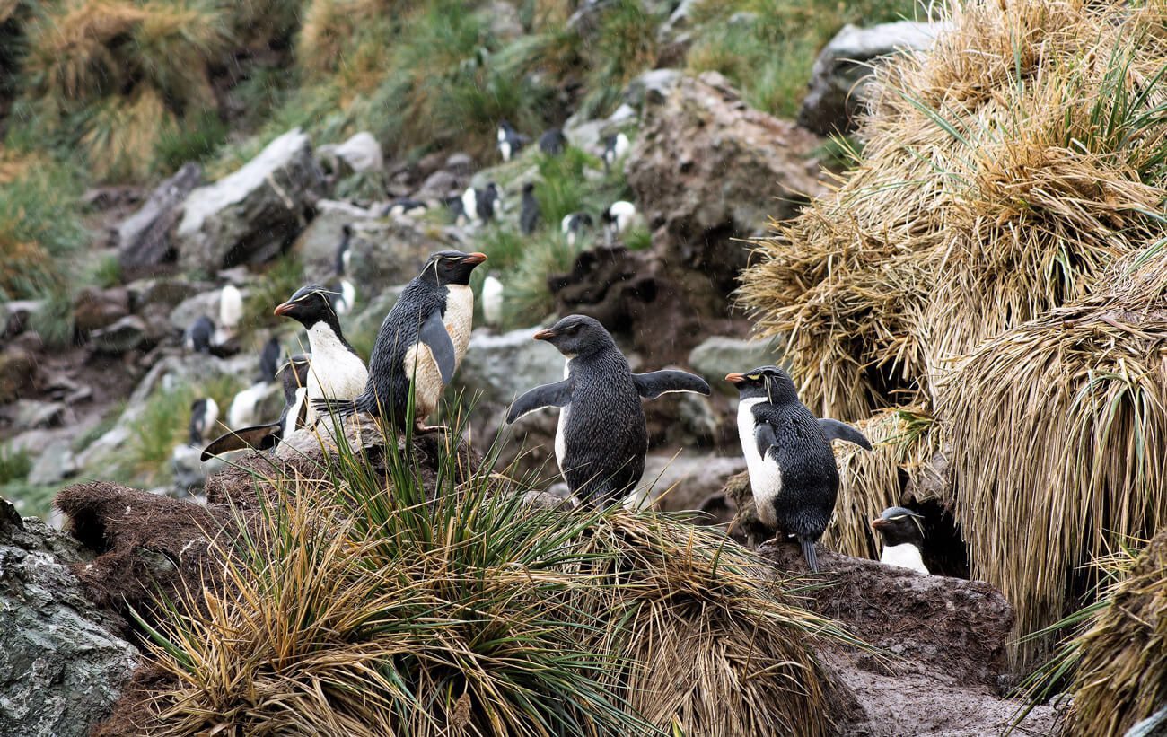 Es oficial: Chile crea el parque marino más austral de América   