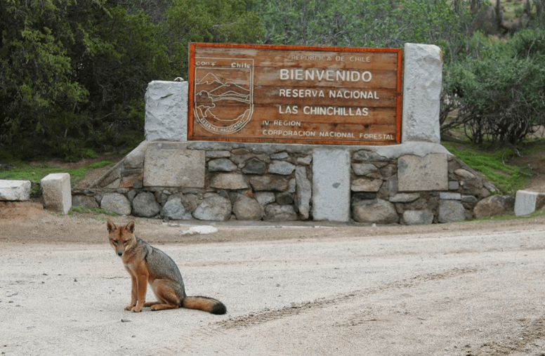 ©Facebook Reserva Nacional Las Chinchillas