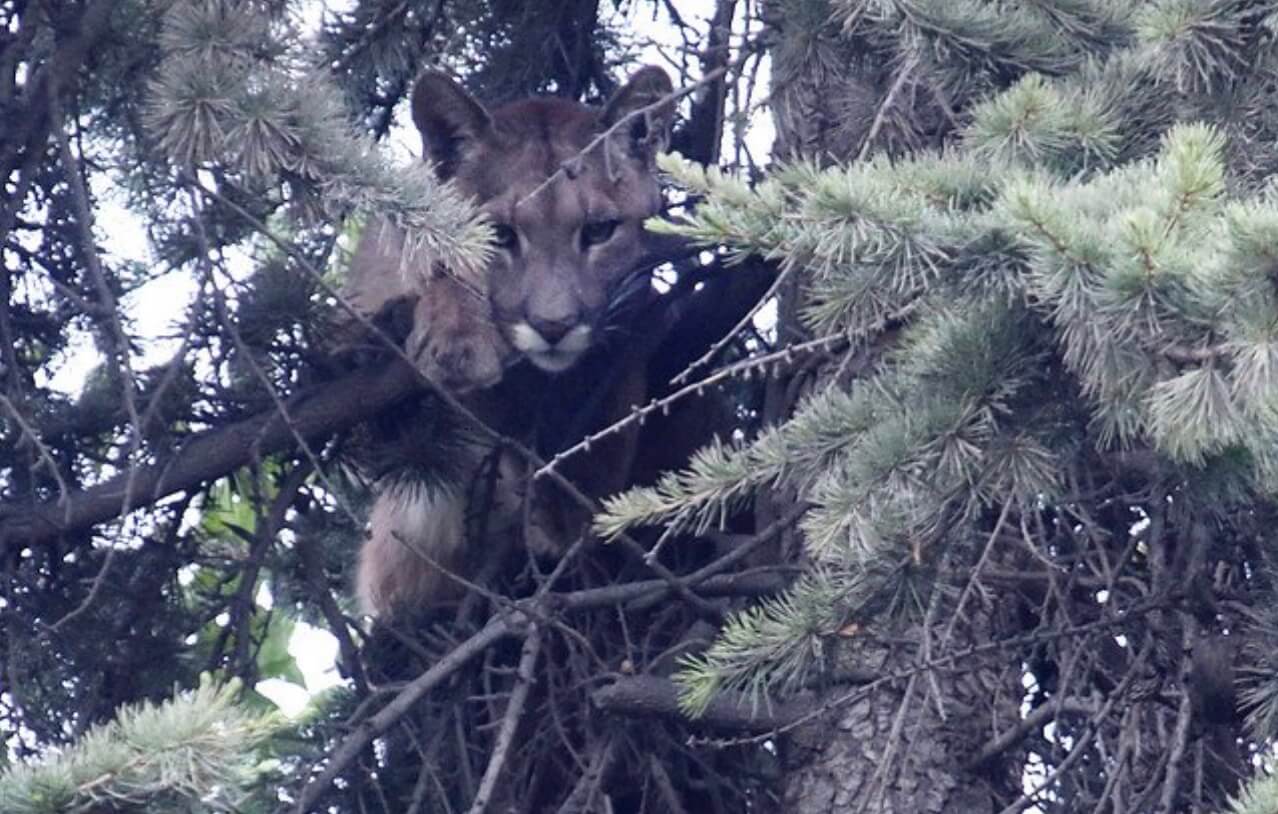 Encuentran puma atrapado en el árbol de una casa en El Arrayán