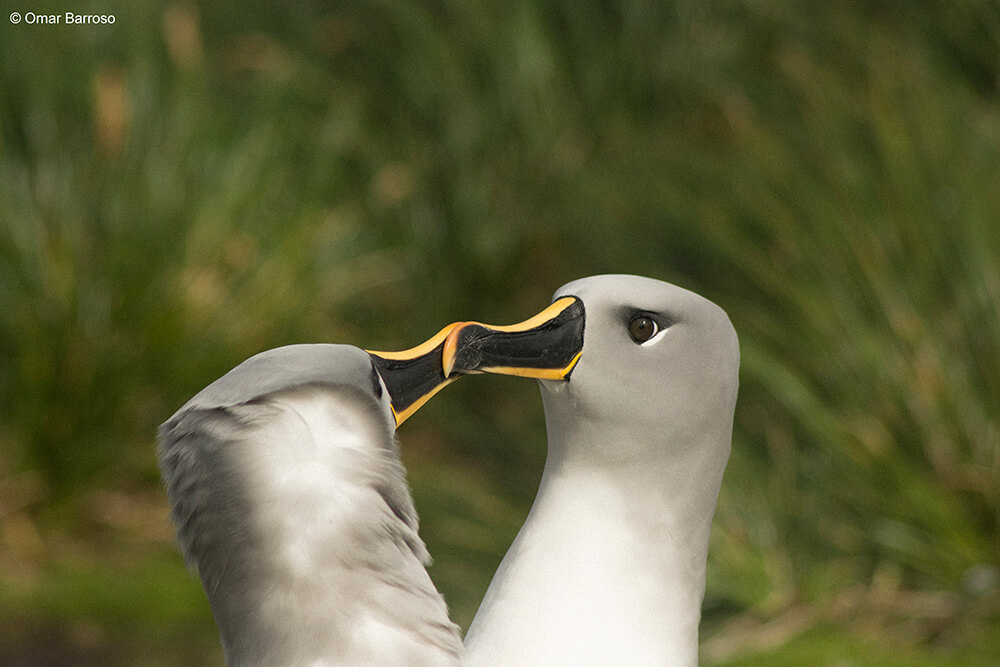 Pareja albatros cabeza gris ©Omar Barroso