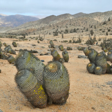 Cactus nativos del desierto de Atacama amenazados por su comercialización en redes sociales