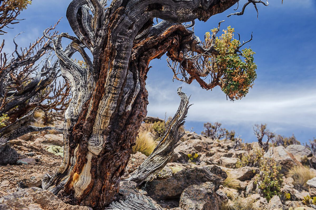 Queñoa, el árbol que crece a mayor altitud en el mundo