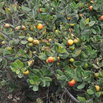 Lúcumo y lucumillo: las increíbles plantas del Chile tropical que están en riesgo de desaparecer