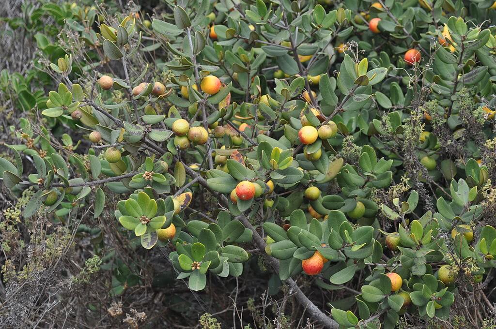 Lúcumo y lucumillo: las increíbles plantas del Chile tropical que están en riesgo de desaparecer