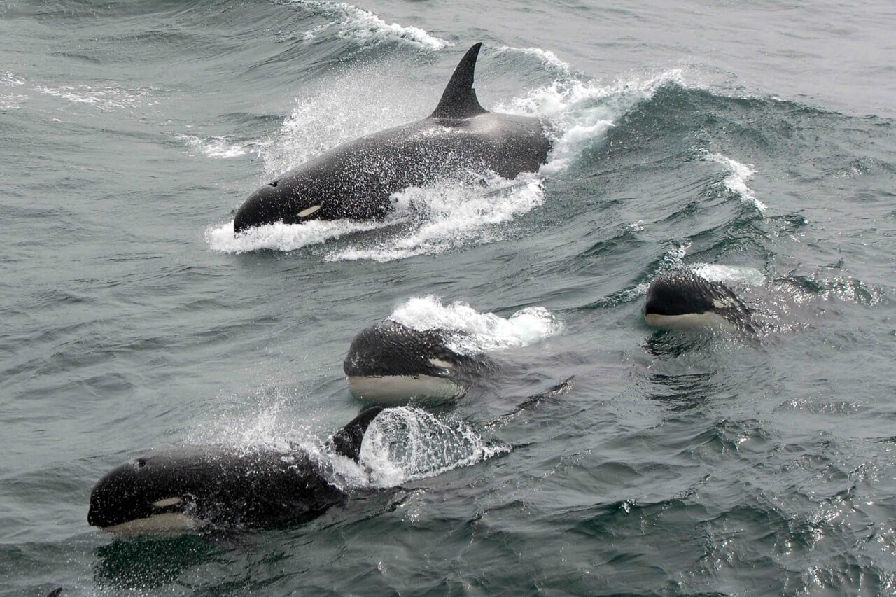 Así luce la presunta nueva especie de orca descubierta al sur de Chile