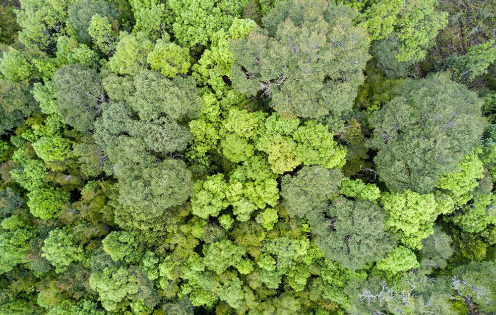 Bosques antiguos del sur almacenan y entregan más agua que cualquier otro ecosistema vegetal