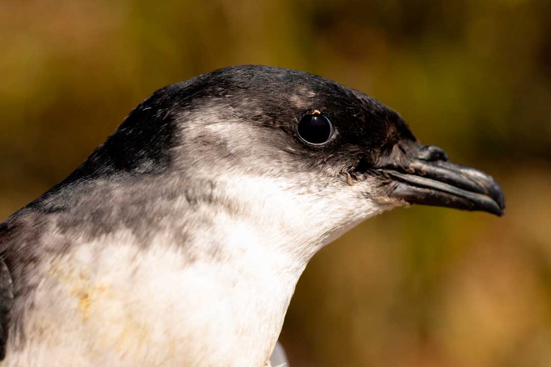 Yunco: el ave rezagada de la Reserva Nacional Pingüino de Humboldt