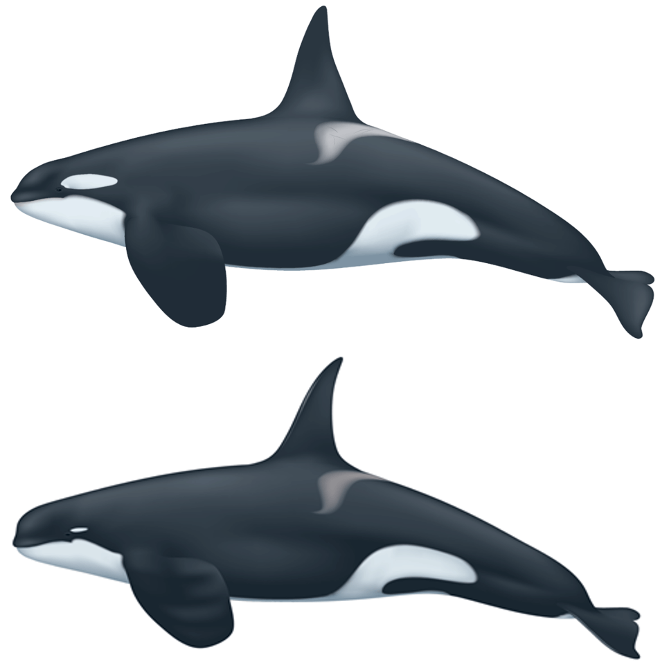 Las diferencias entre la orca común y la de tipo D ©Uko Gorter