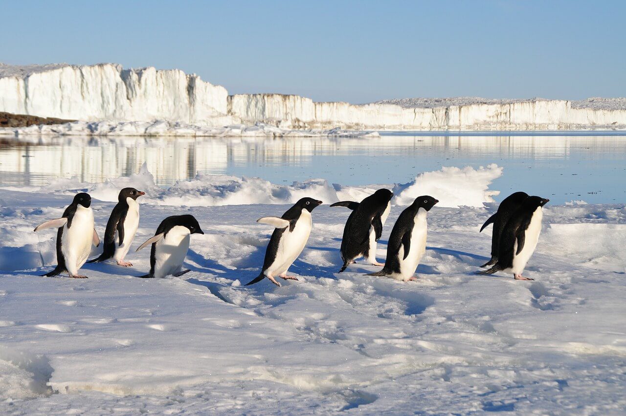 Misterio resuelto: ¿Por qué los pingüinos no se congelan las patas?