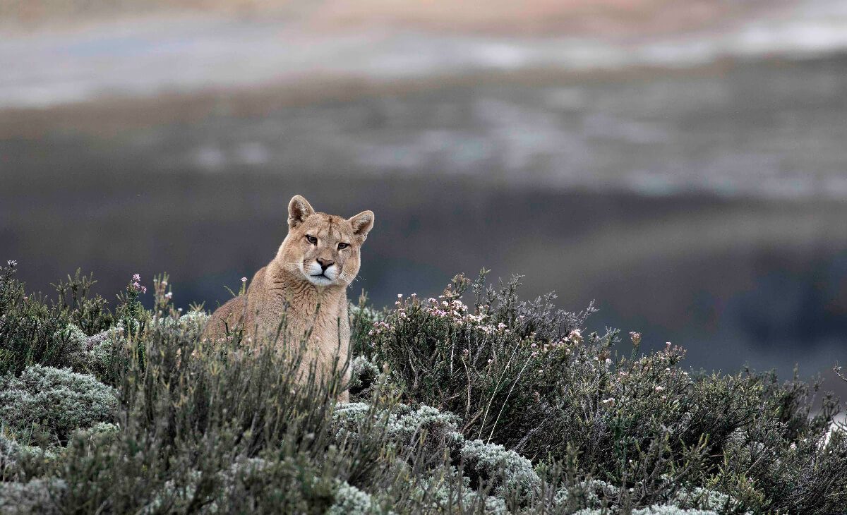 Smithsonian lanza en Chile imperdible serie sobre la vida salvaje en Los Andes