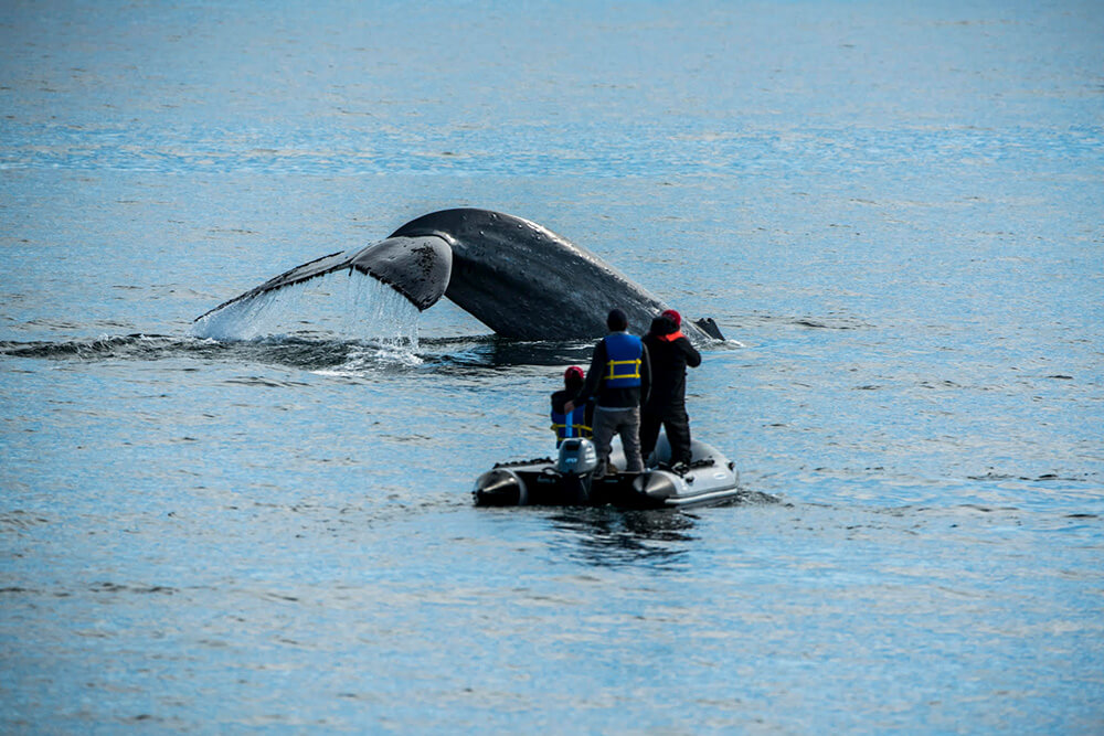 Filmando una ballena azul en Corcovado ©Wild Chile