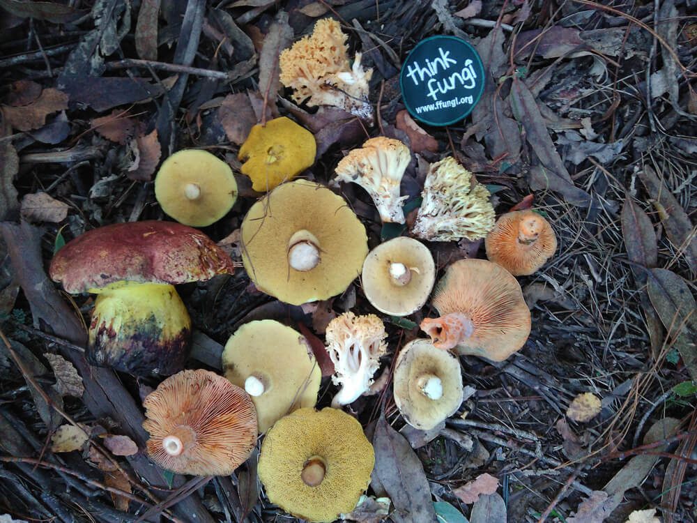Diarios de otoño, una oportunidad de conectarse con los alimentos silvestres del bosque