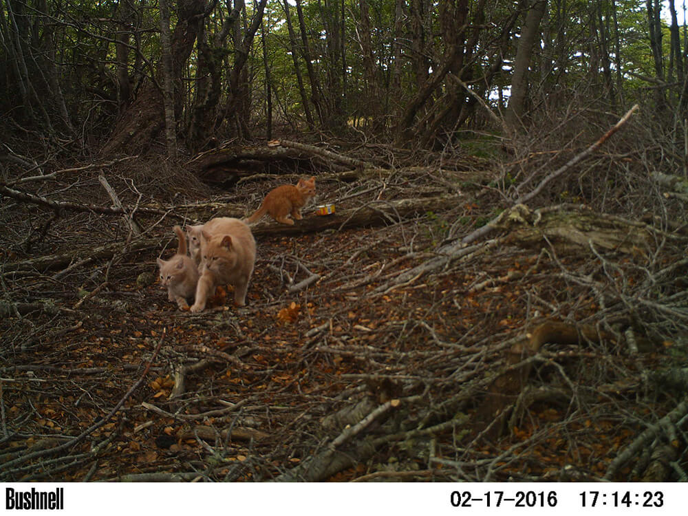 Gatos en el bosque de la reserva, capturados por cámara trampa