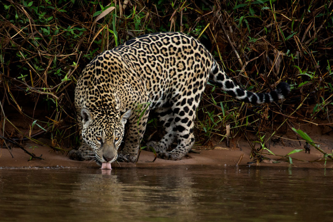 Jaguar ©Pablo Garrido