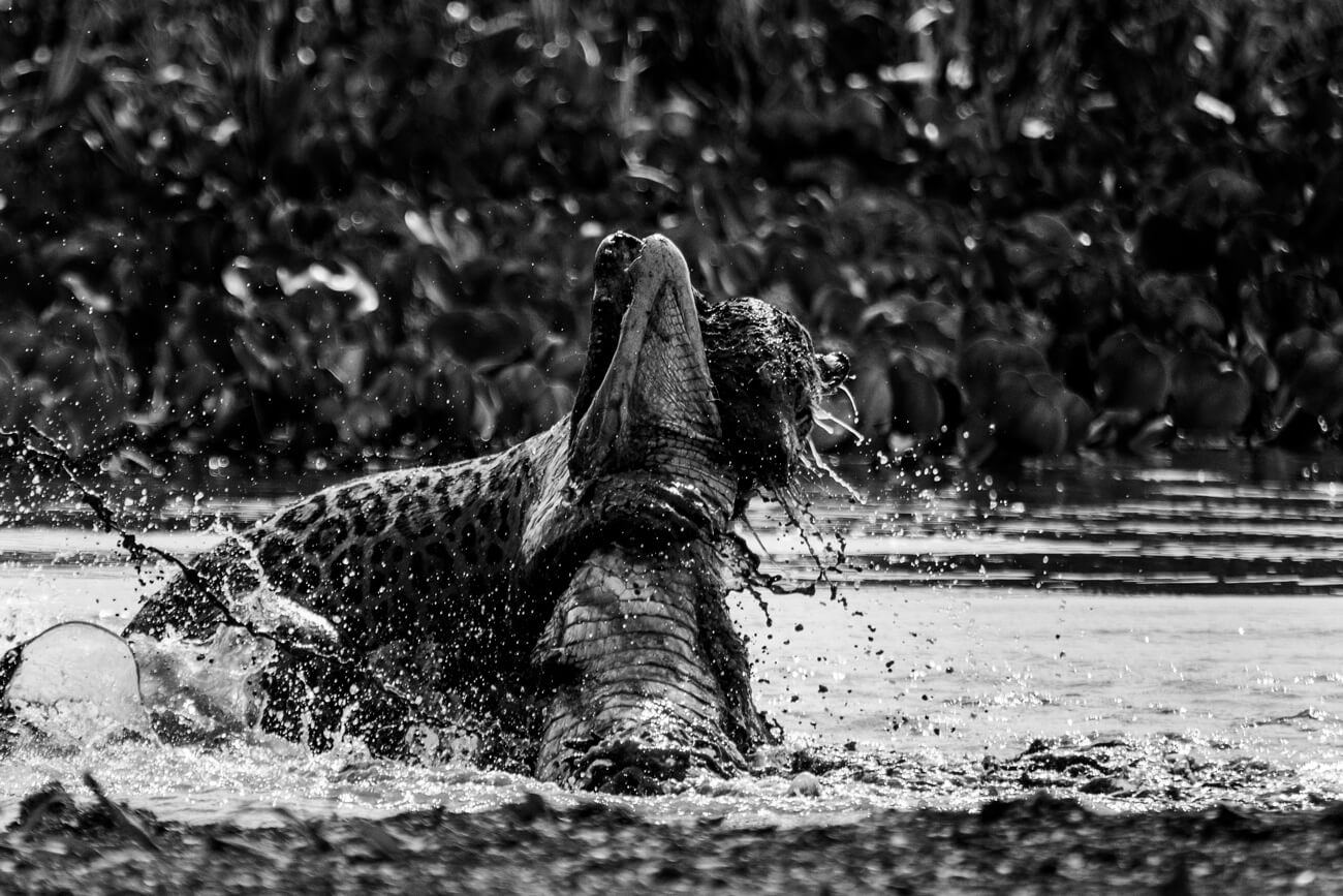 Pantanal: territorio de jaguares y naturaleza exuberante