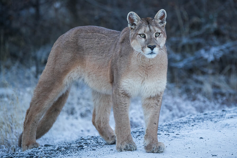 Puma encontrados en la reserva ©Eduardo Minte