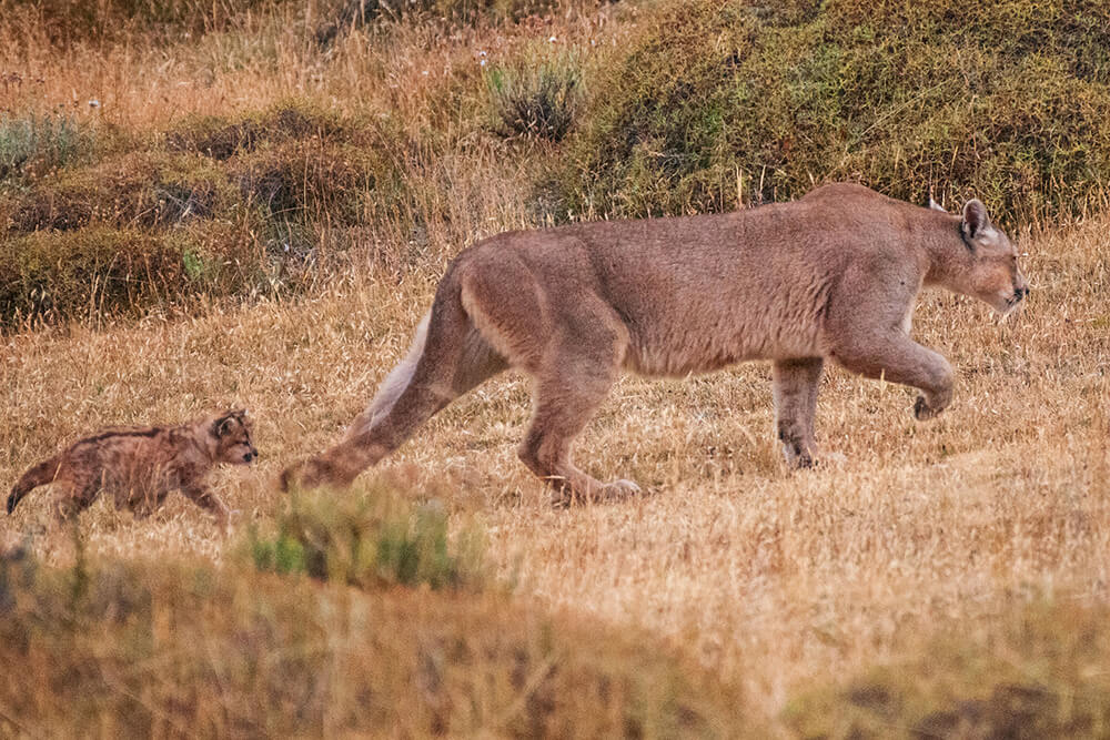 Puma y su cachorro de 3 semanas en la reserva ©Thomas Kramer