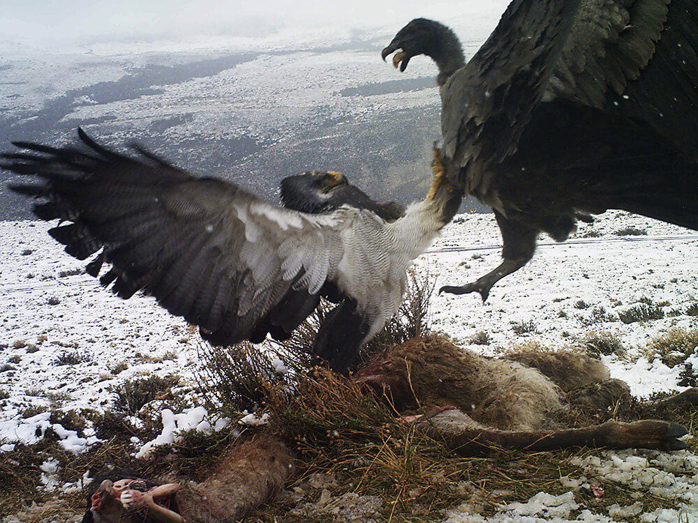 Águila y Cóndor disputando carroña ©Thomas Kramer / Fundación Awasi