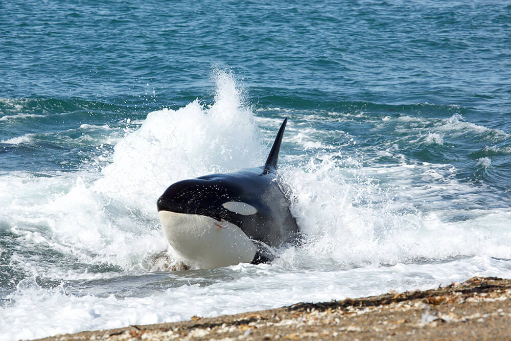 Orcas en Argentina ©Cortesía de Ignacio Walker