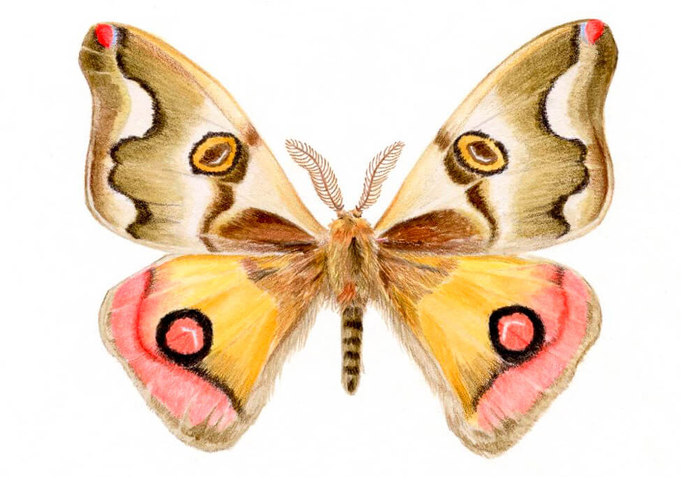 Las mariposas Búho es un género único en Chile. Los machos vuelan de día y las hembras de noche, encontrándose solo por breves instantes en la madrugada, cuando aprovechan para reproducirse ©Antonia Reyes