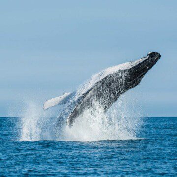 No te pierdas la muestra itinerante sobre ballenas en el museo de Historia Natural de Valparaíso